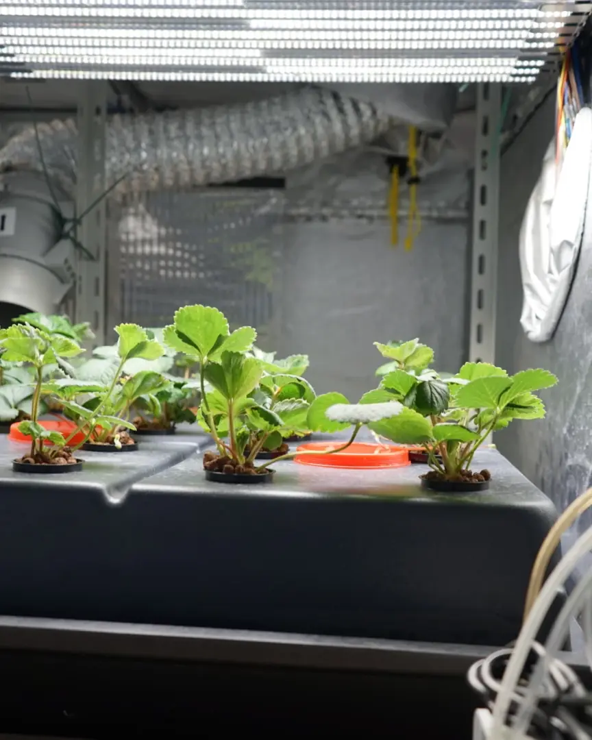 Piantine di fragola nella vasca idroponica a ciclo chiuso, dentro la camera di coltivazione