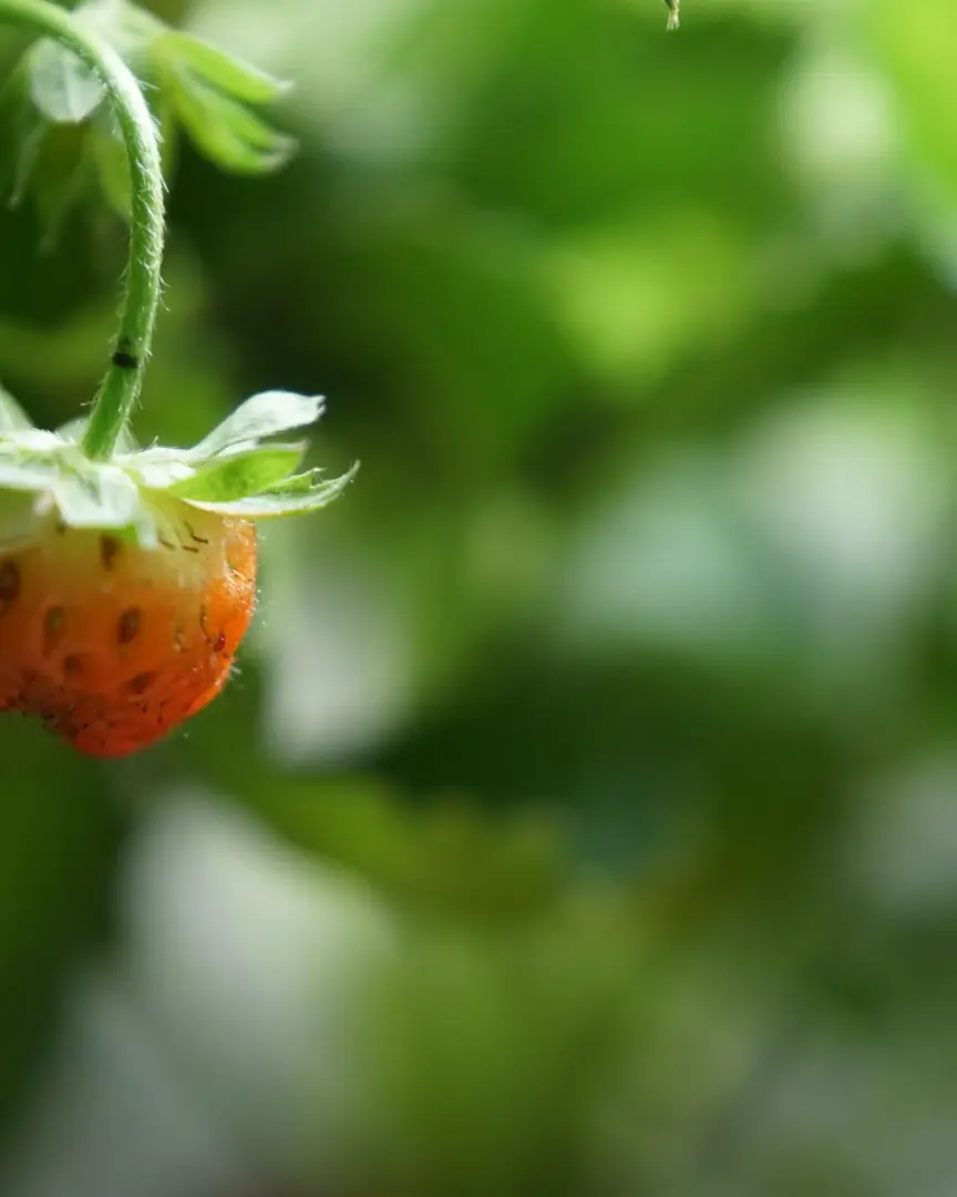 Una fragola matura sulla pianta, pronta per la raccolta