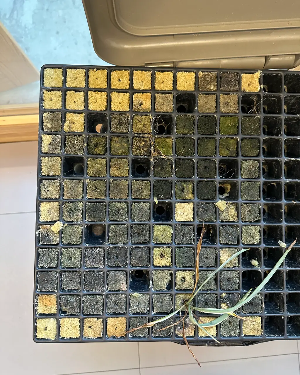 Prima di un impianto, un vassoio di cubetti e molta pazienza.