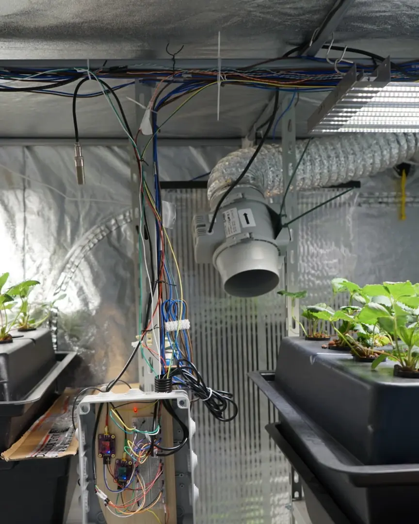 La growbox di Terra con due vasche di fragole