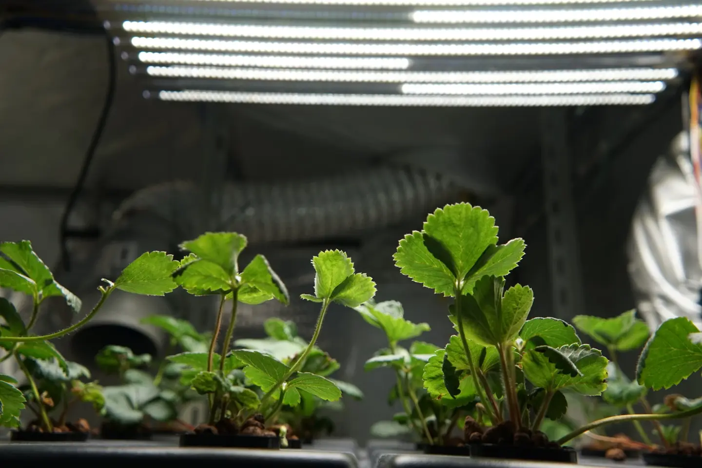 Piante di fragola in una growbox, sotto le barre LED