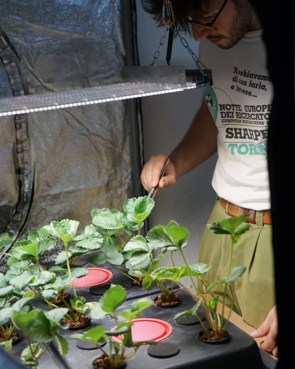 Dentro la growbox non ci sono insetti: il polline lo sposta un pennello.