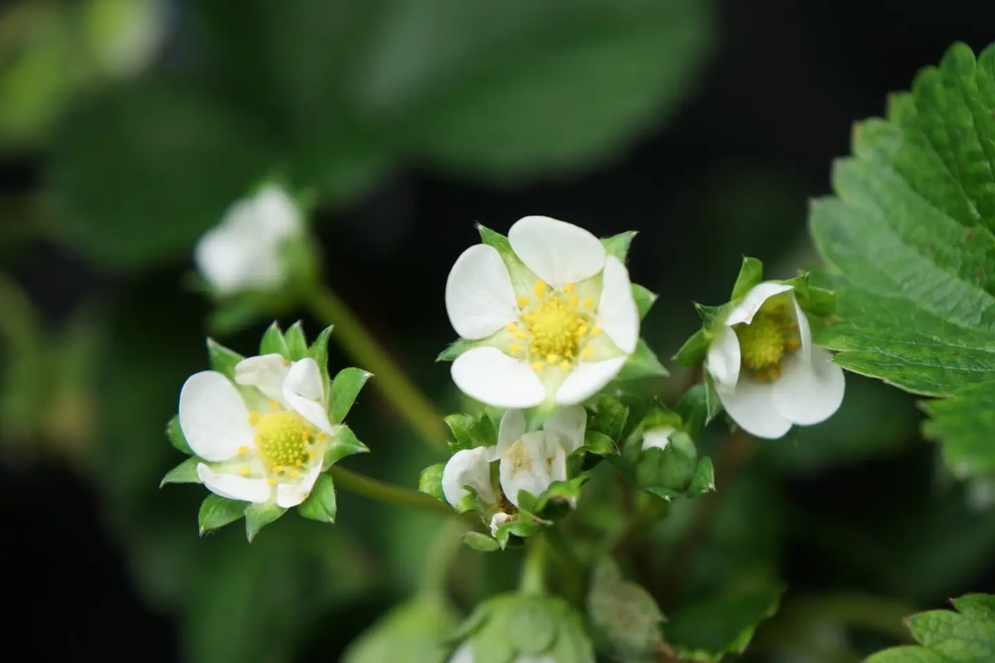 Fiori di fragola nel verde di una vasca
