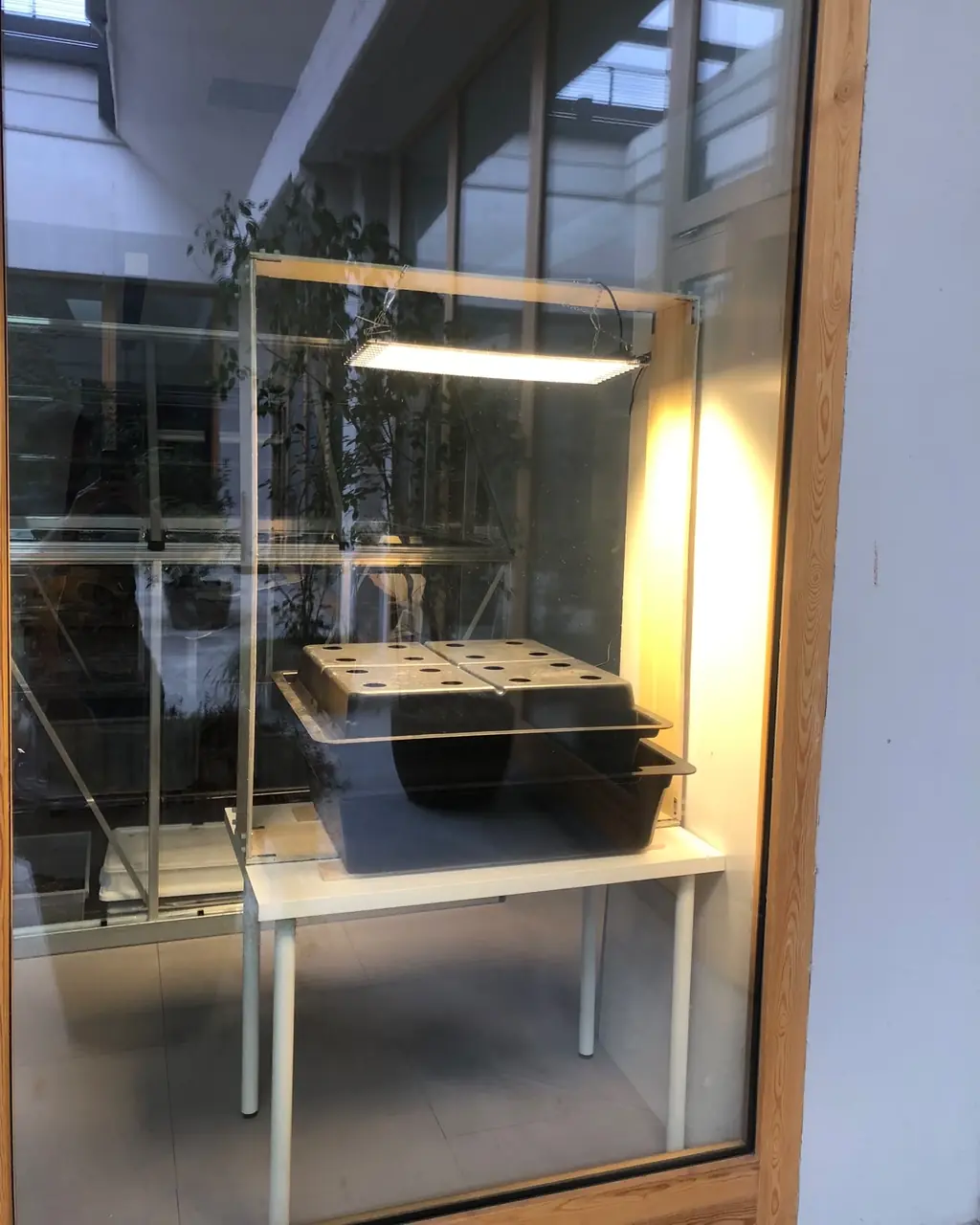 La teca montata nell'atrio del campus: legno, una lampada LED e la vasca a sedici fori che aspetta le piantine.
